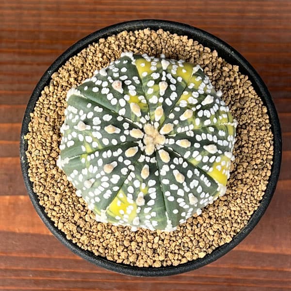 観葉植物/アストロフィツム：兜丸錦（かぶとまるにしき） 3号鉢植え25-04