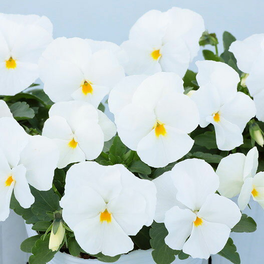 草花の苗/パンジー：よく咲くスミレ マシュマロ3-3.5号ポット