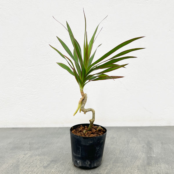 観葉植物/ドラセナ：コンシンナ 2号ポット