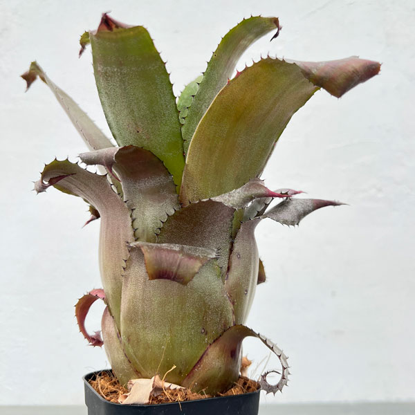 観葉植物/ホヘンレゲリア：アイスティー 3.5号ポット