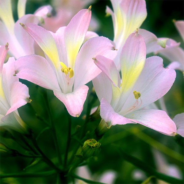 球根/アルストロメリア：スポットレス テスティパール1球