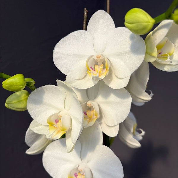 եΥץʸĳˡޥӥꥹ 3.5ݥå