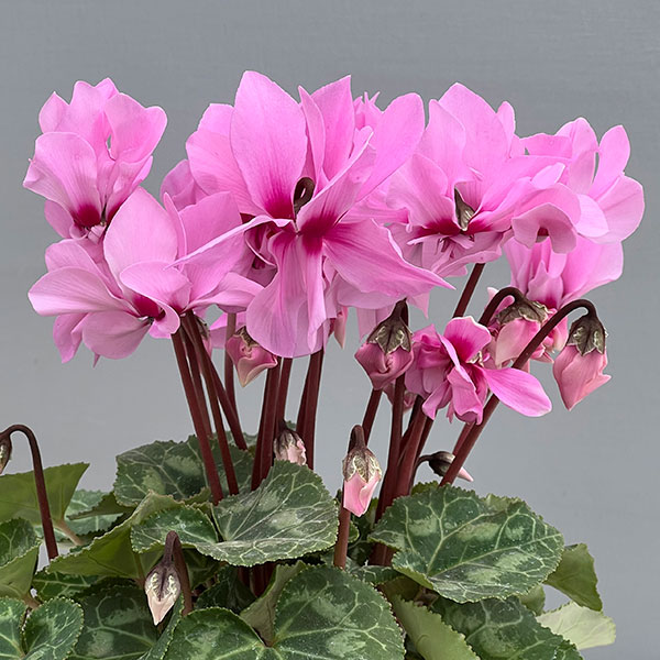 草花の苗/シクラメン：プティムーラン ピンク3号ポット（北海道産充実株）のサムネイル