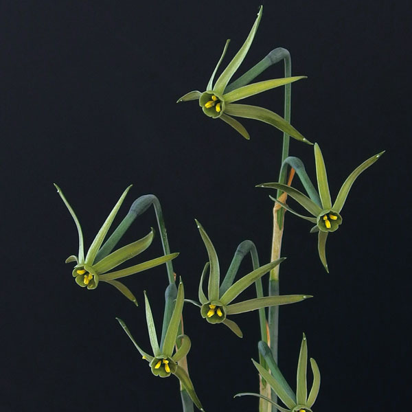 水仙：ヴィリディフロラス 3号ポット