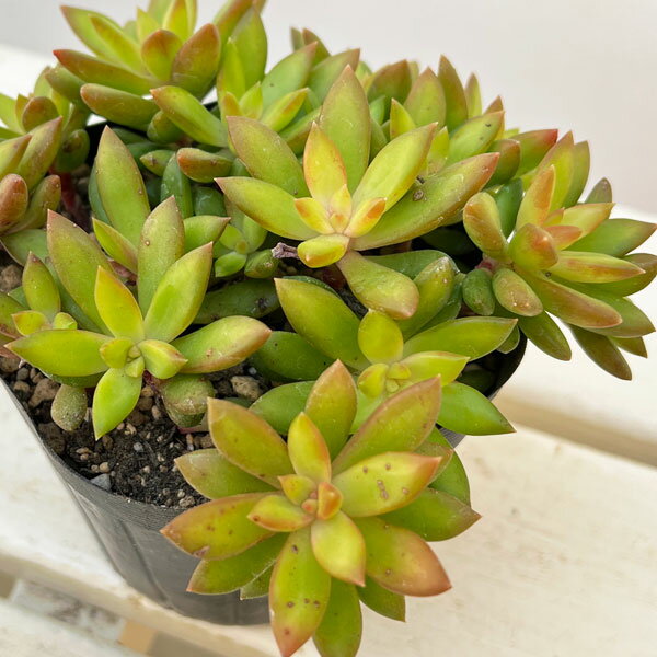 楽天市場】セダム オータムジョイの通販