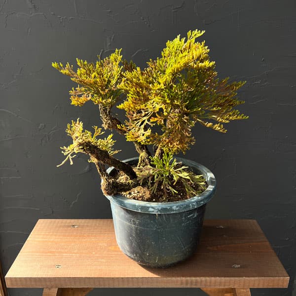 a＆e２１ イワヒバ寄せ植え盆栽 大小11幹有り 山野草盆栽 激安 a&e21 イワヒバ寄せ植え盆栽 大小11幹有り 山野草盆栽 激安の通販 by