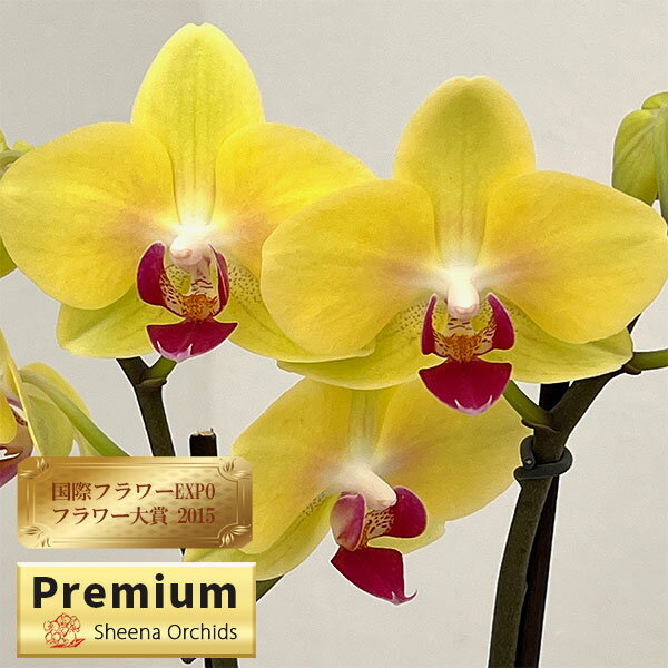 ミディコチョウラン：キロロ2本立ち4号陶器鉢植え