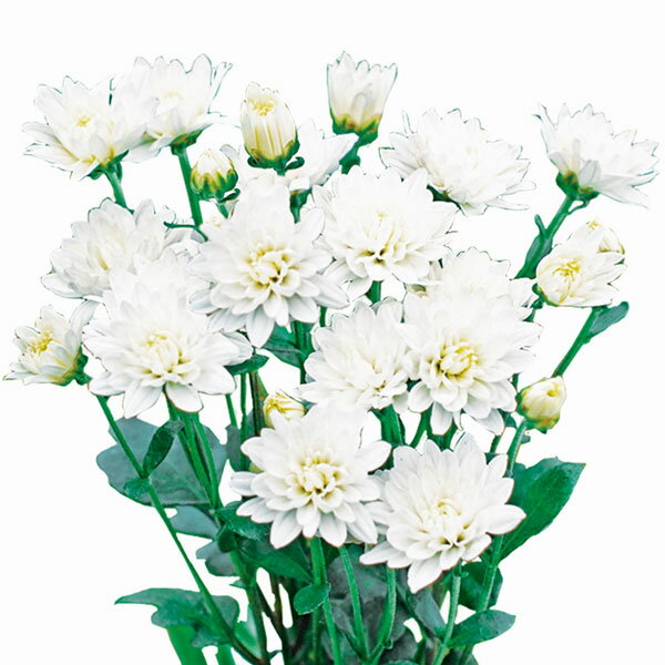 草花の苗/手間なし菊苗：2度咲き変わり菊・扇の曲4号ポット