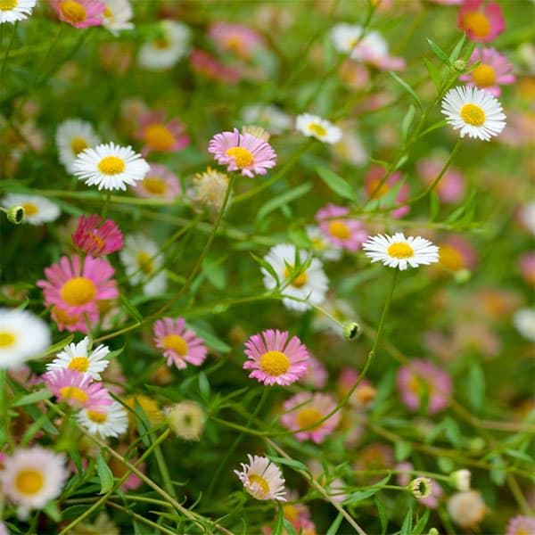 草花の苗/[送料無料]エリゲロン カルビンスキアヌス3-3.5号ポット 12株セット