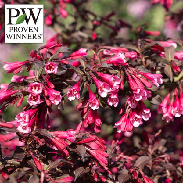 ���� ���ڤ���/[����̵��]�磻���顧�٥꡼�ե�����磻��3.5��ݥå� 6�����å�