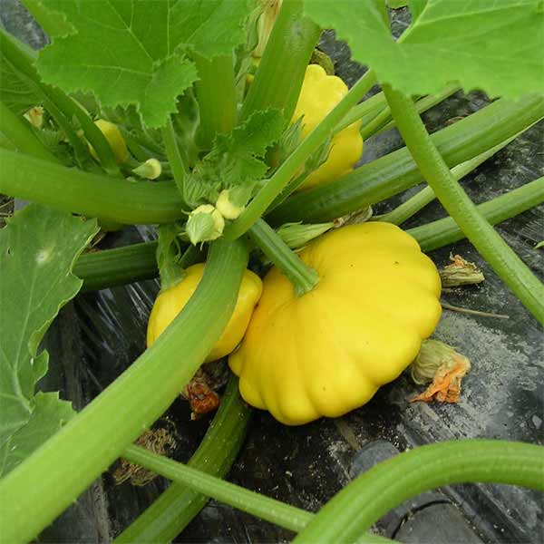 ズッキーニ：UFOズッキーニ イエロー[野菜タネ]