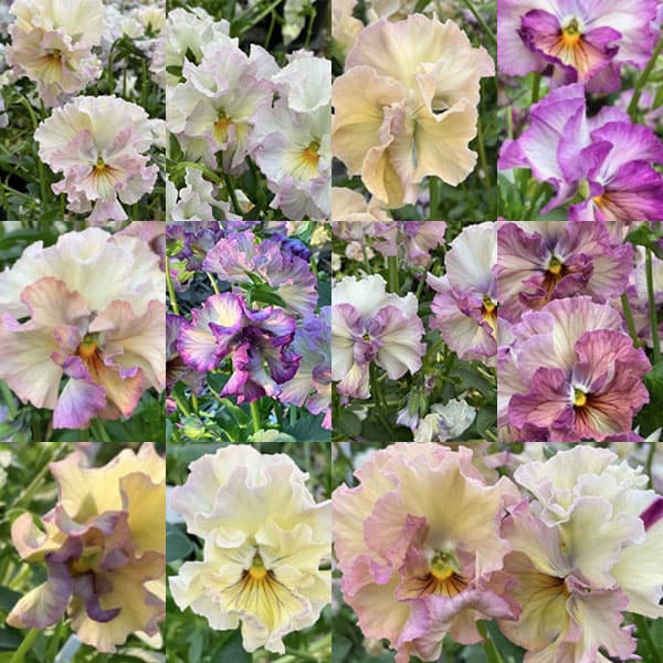 草花の苗/パンジー：フェデネージュ ルミエールMIX3号ロングポット 3株セット