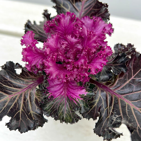 楽天市場】ケール 苗（苗物｜ガーデニング・農業）：花・ガーデン・DIY