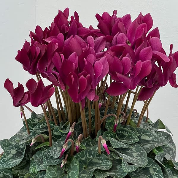 シクラメン：マドモアゼル ブラックレッド5号鉢