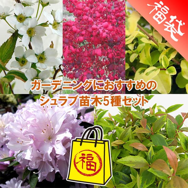 ���� ���ڤ���/�����ǥ˥󥰤ˤ�������Υ���������5�糧�å�