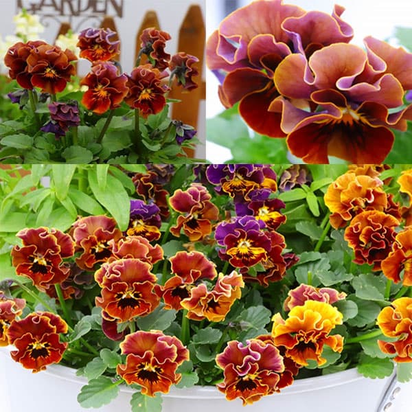 草花の苗/春待ちビオラ MSKガーデン小輪バタフライフリンジビオラ：エンジェルウィング マロン3号ポット 6株セット