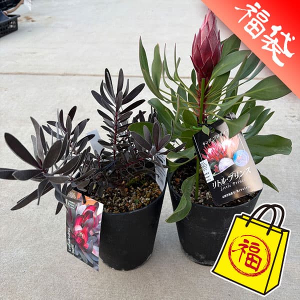 ���� ���ڤ���/�͵������������åȡʥץ��ƥ���ȥ�ץ�󥹡�����塼����5��