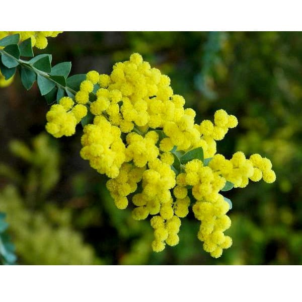 楽天市場】三角葉 アカシアの通販