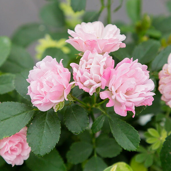 バラの苗/[送料無料]ミニバラ：舞...