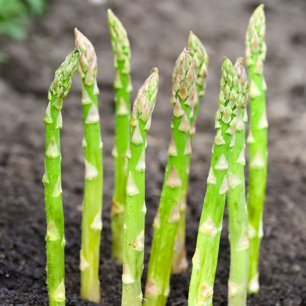 野菜の苗/アスパラガス：どっとデルチェ 地堀苗 3.5〜4号ポット