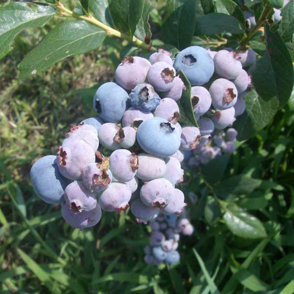 果樹の苗/ブルーベリー：クライマックス3号ポット