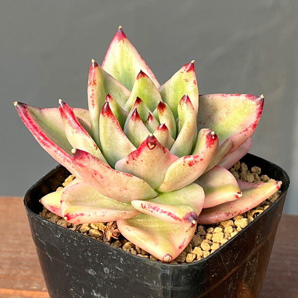 観葉植物/エケベリア：アイケソウル錦 2.5号ポット