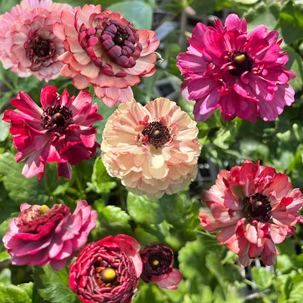 楽天市場】ラナンキュラス イカロスの通販