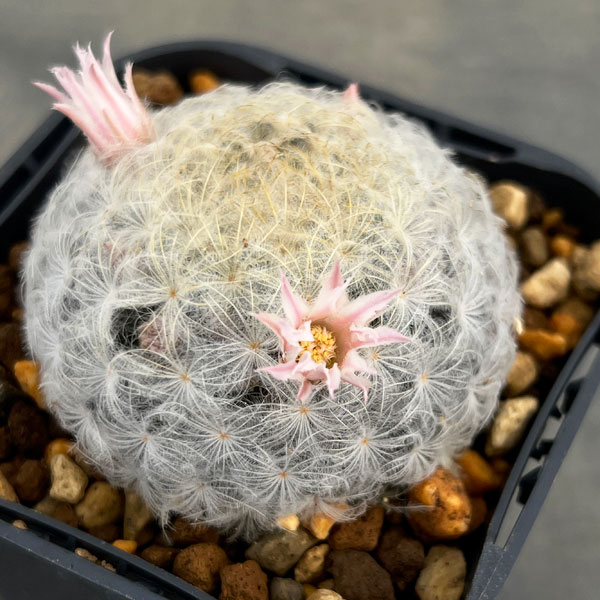 楽天市場】mammillaria（花・ガーデン・DIY）の通販