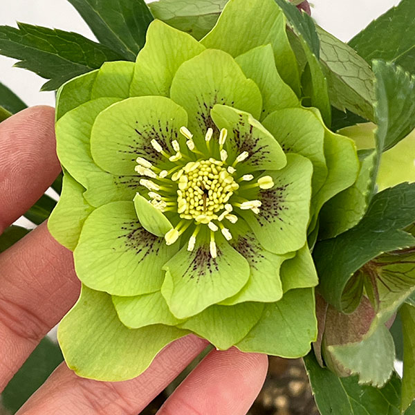 楽天市場】クリスマスローズ グリーンの通販