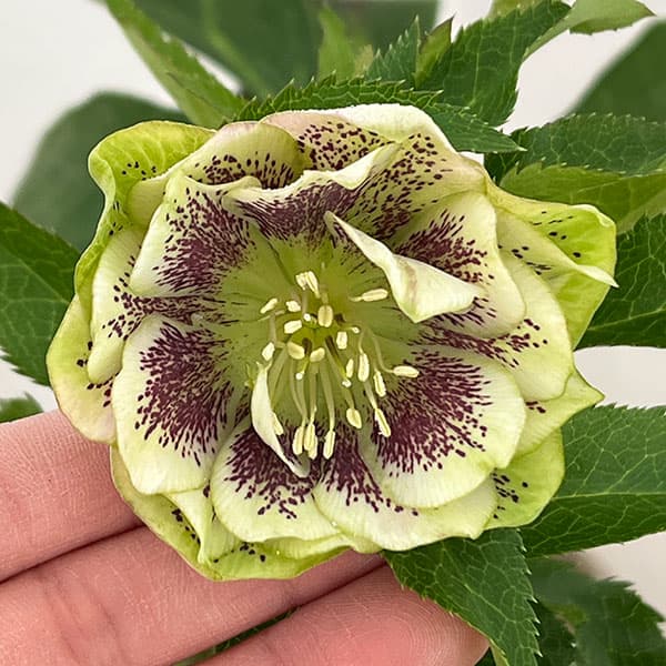 楽天市場】チベタヌス クリスマスローズの通販