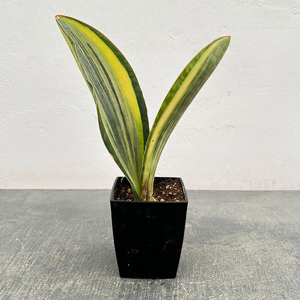 楽天市場】サンスベリア 斑入りの通販