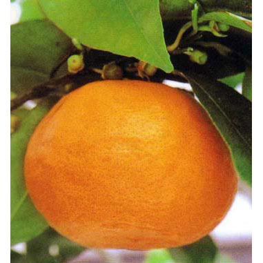 果樹の苗/ミカン：なつみ（南津海）3号ポット