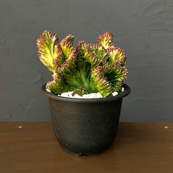 楽天市場】ユーフォルビア ラクティアの通販