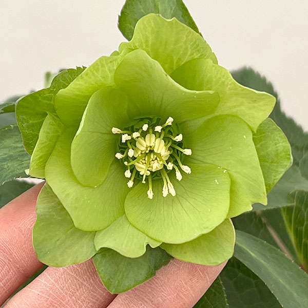 花郷園さんのクリスマスローズ：26...