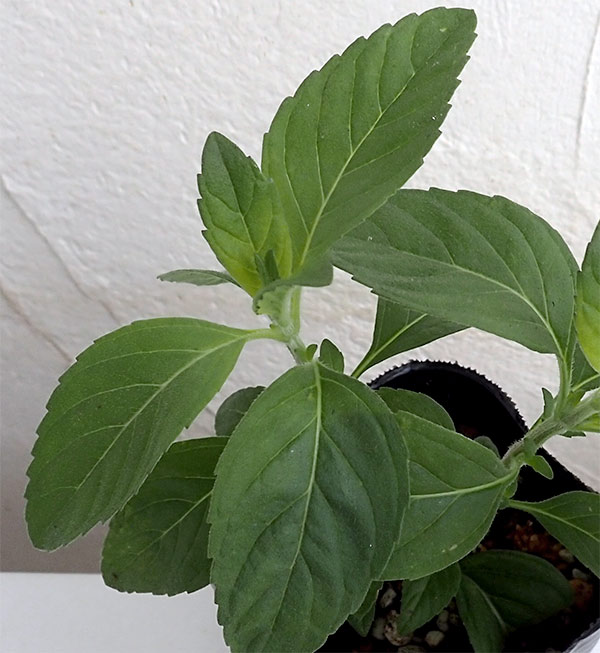 ハーブの苗/[送料無料]ニホンハッカ：まんよう3号ポット 24株セット