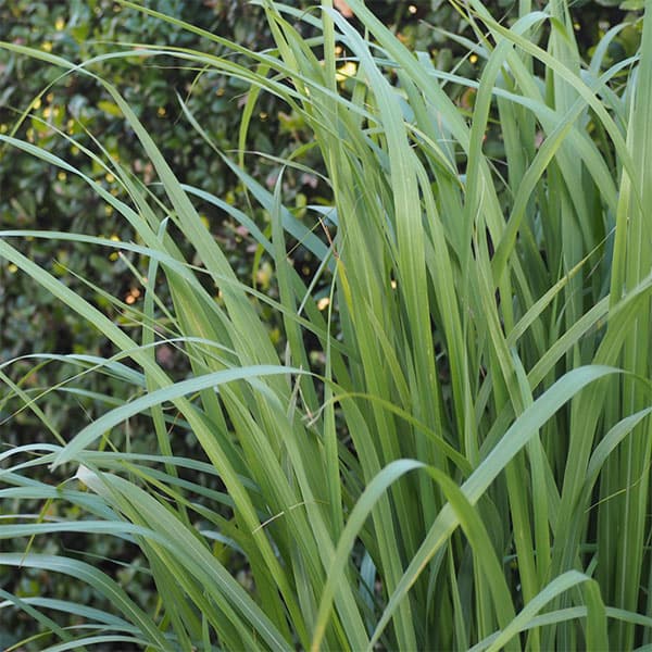 ハーブの苗/レモングラス3-3.5号ポット 12株セット