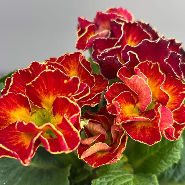 楽天市場】プリムラ 花 赤の通販