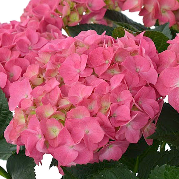 花木 庭木の苗/アジサイ：デュロ3.5号ポット