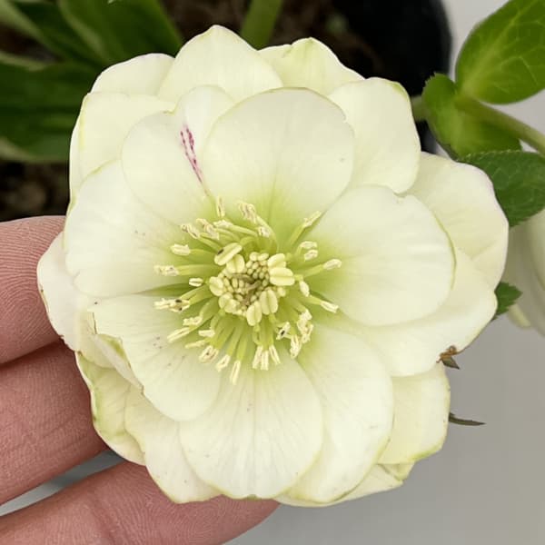 楽天市場】クリスマスローズ リップの通販