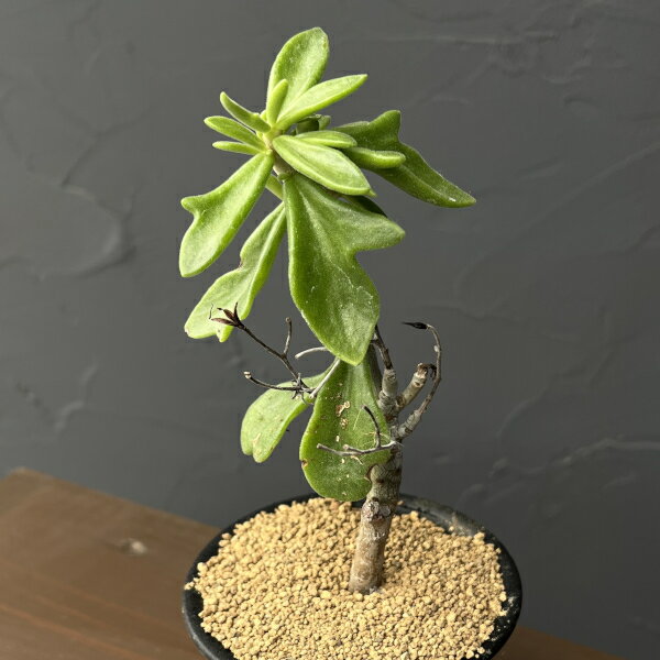 観葉植物/チレコドン：ビリディフロラス 3号鉢植え