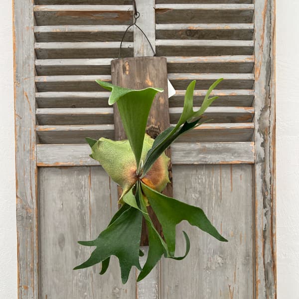 観葉植物/ビカクシダ（コウモリラン）：ネザーランド 長板付け