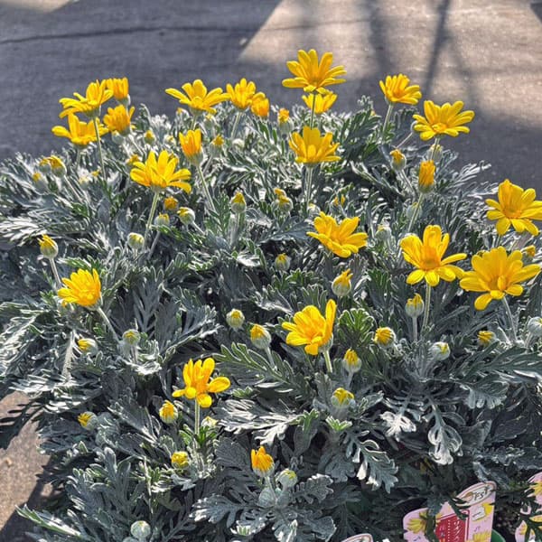 草花の苗/ユリオプスデージー：銀葉3.5号ポット