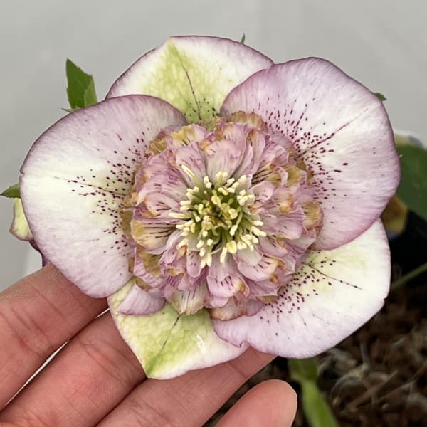 楽天市場】吉田園芸の通販