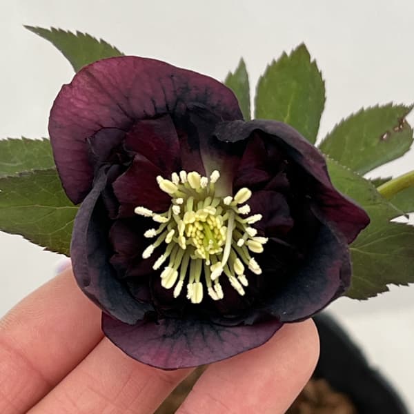 楽天市場】吉田園芸の通販