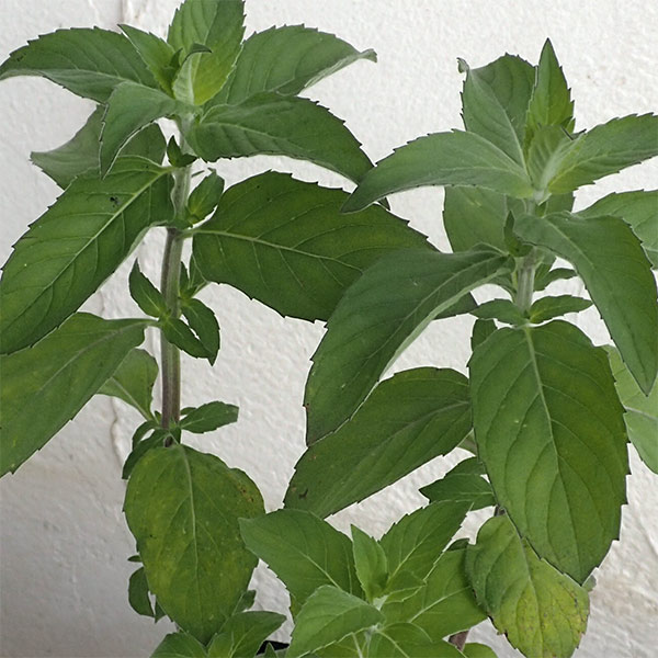 ハーブの苗/[送料無料]ニホンハッカ：あおば3号ポット 24株セット