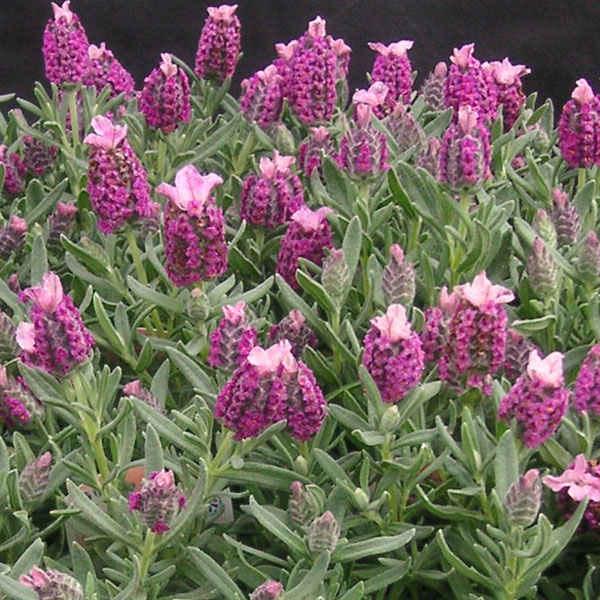 ハーブの苗/フレンチラベンダー： キューレッド3.5号ポット 6株セット