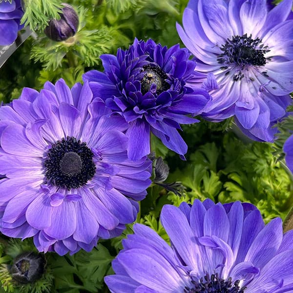 楽天市場】ブルー アネモネ（ガーデニング・農業｜花・ガーデン・DIY