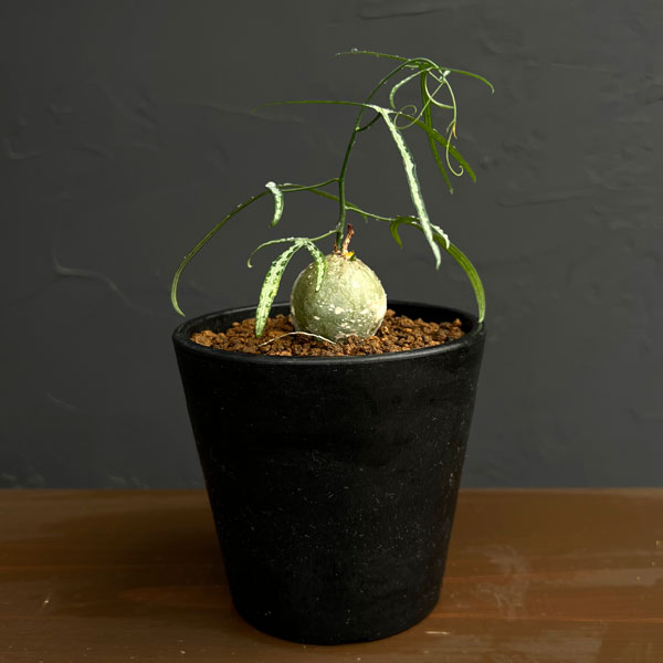 楽天市場】サバンナ（観葉植物｜花・観葉植物）：花・ガーデン・DIYの通販