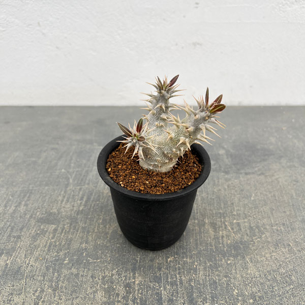 観葉植物/パキポディウム：ホロンベ...