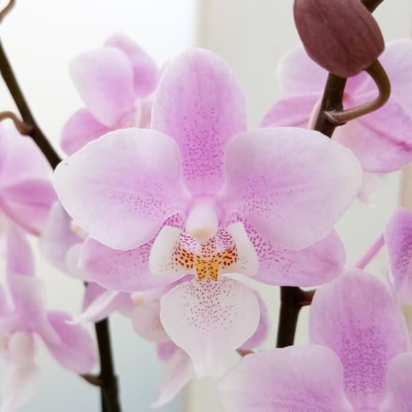 ミディコチョウラン：サクラン ラントSサイズ